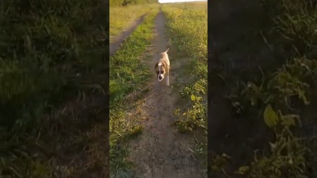 Каникулы на прогулке!!! жалко что лето кончилось!!!! смотреть онлайн