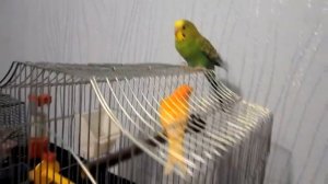 Певчий Кенар поет | Пение Кенара