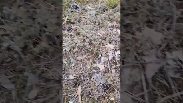 Лучшее средство от кашля!Где растет исландский мох.Рецепт -по ссылке в комментарии! смотреть онлайн