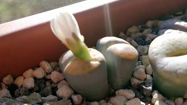 Не гладьте кошку против её воли..... смотреть онлайн