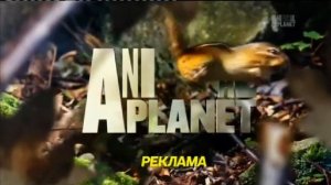 Все рекламные заставки (Animal Planet, 2015-2016)