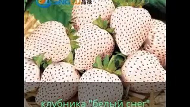 Редкие сорта клубники из Китая, Strawberry seeds смотреть онлайн