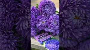 Готовы увидеть первые распустившееся астры из моих весенних посадок?