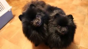 Черные шпицы. Малый и цвергшпиц. Брат и сестра.