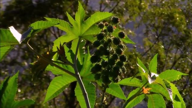 Saxmos 19/Псалтирь 18 смотреть онлайн