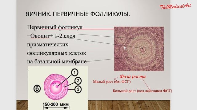 Яйцеклетка / Созревание яйцеклетки / ЭМБРИОЛОГИЯ