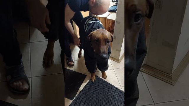 Теплый комбинезон для риджбека