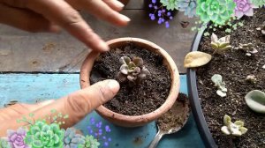 Echeveria 'Chroma replante para vaso / Echeveria 'Chroma replant for leaf vase