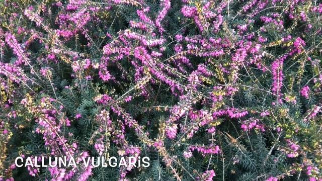 Calluna vulgaris. Garden Center online PGARDENS смотреть онлайн