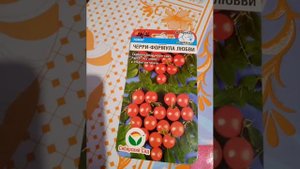 томат Черри формула любви