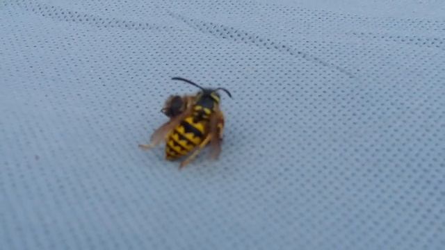 сражение пчела против осы bee against wasp battle смотреть онлайн