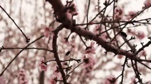 Гимны надежды/гимн№305  - 2 часть/Страданья час уж наступал/караоке