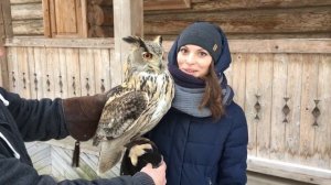 Сова филин , знакомство с совой, подборка сов, полярная сова