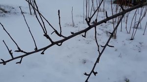 Сад зимой. ч .4.  ГРУША БРЯНСКАЯ КРАСАВИЦА.  Приемы по ускорению вступления в плодоношение