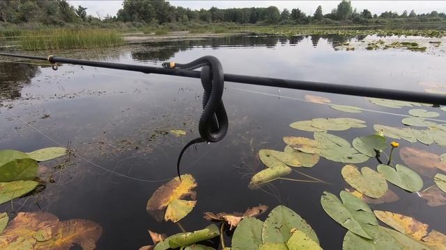 Ловля крупного карася!