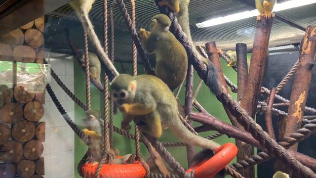 ВЛОГ. Поездка в ИЖЕВСК/ ЗООПАРК/ Настена мама смотреть онлайн