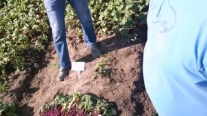 Свекла столовая Бохан F1