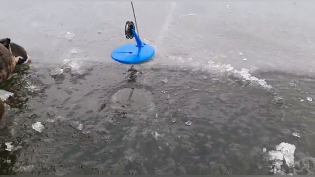 Первый лёд 2021-2022!!!!Рыбалка. Безмотылки. Жерлицы. смотреть онлайн