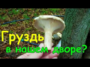 2. Нашли гриб во дворе.mp4