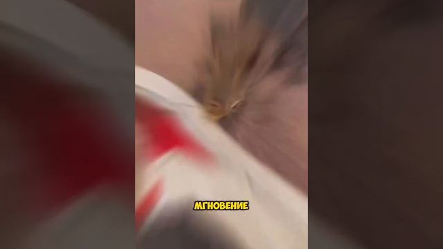 ДОМАШНИЙ ПИТОМЕЦ