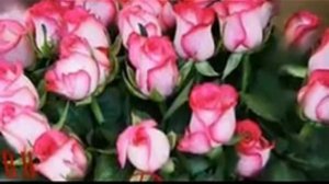 РОЗЫ КРАСНЫЕ,РОЗЫ БЕЛЫЕ