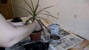 Первая пересадка драцены