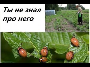 Самое эффективное средство от колорадского жука, и ещё от 90% других вредителей. Спорим ты не знал?