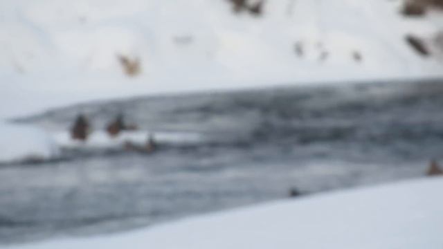 Лиса плутовка/Утки на речке/ смотреть онлайн