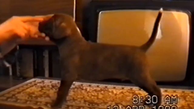 Американский питбультерьер, 🐕 второй помет Сорбонны, апрель 1998 щенкам 1 мес, 6 дней
