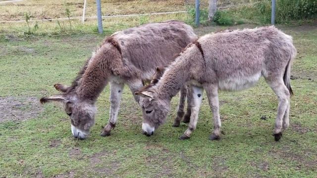 Der Hausesel (Equus asinus asinus) #IA #Halbesel #AfrikanischerEsel #DerKleineMuck #Eselsohren #Ese смотреть онлайн