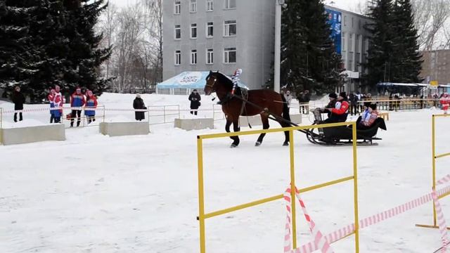 Гонки на санях запряженных лошадьми прошли в Бердске смотреть онлайн