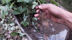 Лучшая клубника Клери. Посадка проверенного сорта