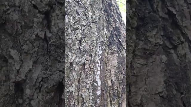 Гриб "Трутовик серно-жёлтый" смотреть онлайн