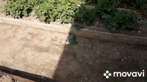 Лук посадили...геотекстиль положили..