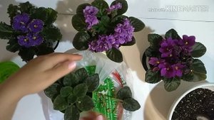 Что делать с фиалкой после того, как она отцвела?! Как омолодить взрослую фиалку?!