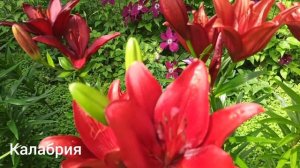 Лилии из Подворья: Бью солей, Картона, Калабрия, Ducati.