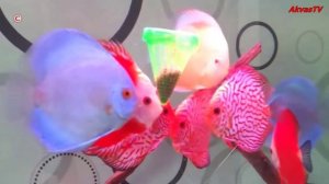 КОРМУШКА ДЛЯ РЫБ "КОНУС" | АКВАРИУМНЫЕ РЫБЫ  ДИСКУСЫ  - КОРМЛЕНИЕ ТРУБОЧНИКОМ