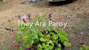 Pansies / Winter Flowers Gardening