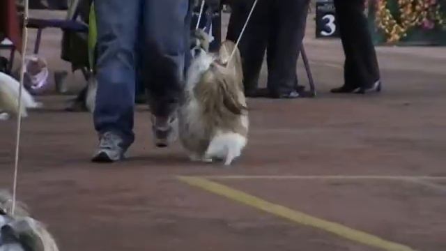 16.10.11 "Юг-Одесса", щенок кобель LORD OF RING ODESSA JOY смотреть онлайн