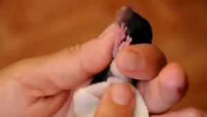 Выкармливание крысят вручную - массаж 2