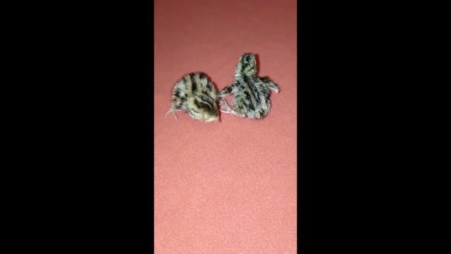 Как я лечу ниткой перепелят? смотреть онлайн