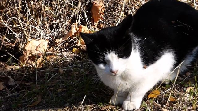 Panasonic Lumix DMC FZ72 / FZ70 - ultra zoom review test / super zoom 60x / largest zoom ever смотреть онлайн