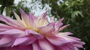 Dinner Plate Dahlias Sir Alf Ramsey in planters / Георгины Sir Alf Ramsey в ящиках.