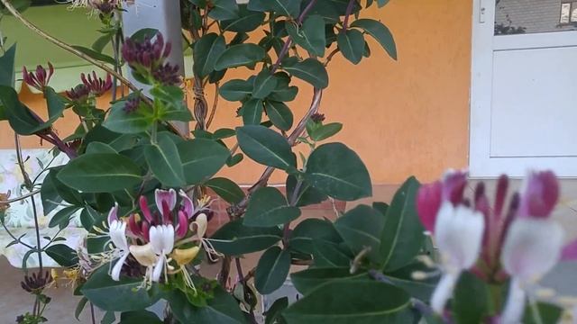 Жимолость Каприфоль душистая. Лучшее вьющиеся растение для сада, беседки.