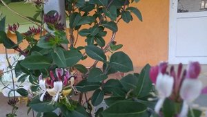 Жимолость Каприфоль душистая. Лучшее вьющиеся растение для сада, беседки.