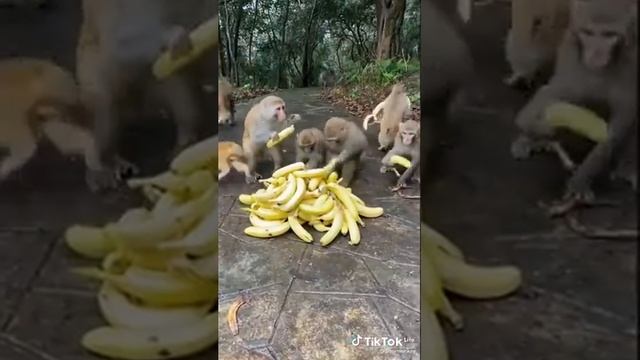 обезьяны банан кушают