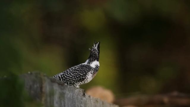 Relaxing Bird Song - Birds Singing in the Forest, 10 Hours for Sleep, Relaxation and Meditation