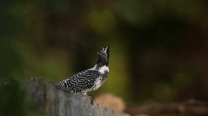 Relaxing Bird Song - Birds Singing in the Forest, 10 Hours for Sleep, Relaxation and Meditation