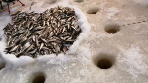 Бешеный клев корюшки(чека). Подледная рыбалка. Сахалинская рыбалка & Sakhalin fishing