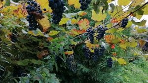 Наш виноград на даче 11.09.2021